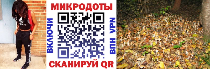 Купить  Струнино  Псилоцибиновые грибы Psilocybine cubensis 